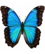 Изображение выглядит как Мотыльки и бабочки, бабочка, беспозвоночный, насекомое

Автоматически созданное описание